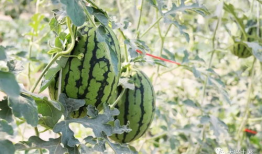 热门大瓜今日吃瓜网红,网红圈风云再起，揭秘吃瓜网红背后的故事