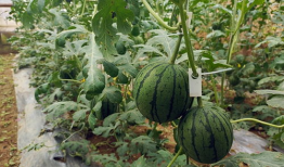 吃瓜51,网络热点的幕后故事